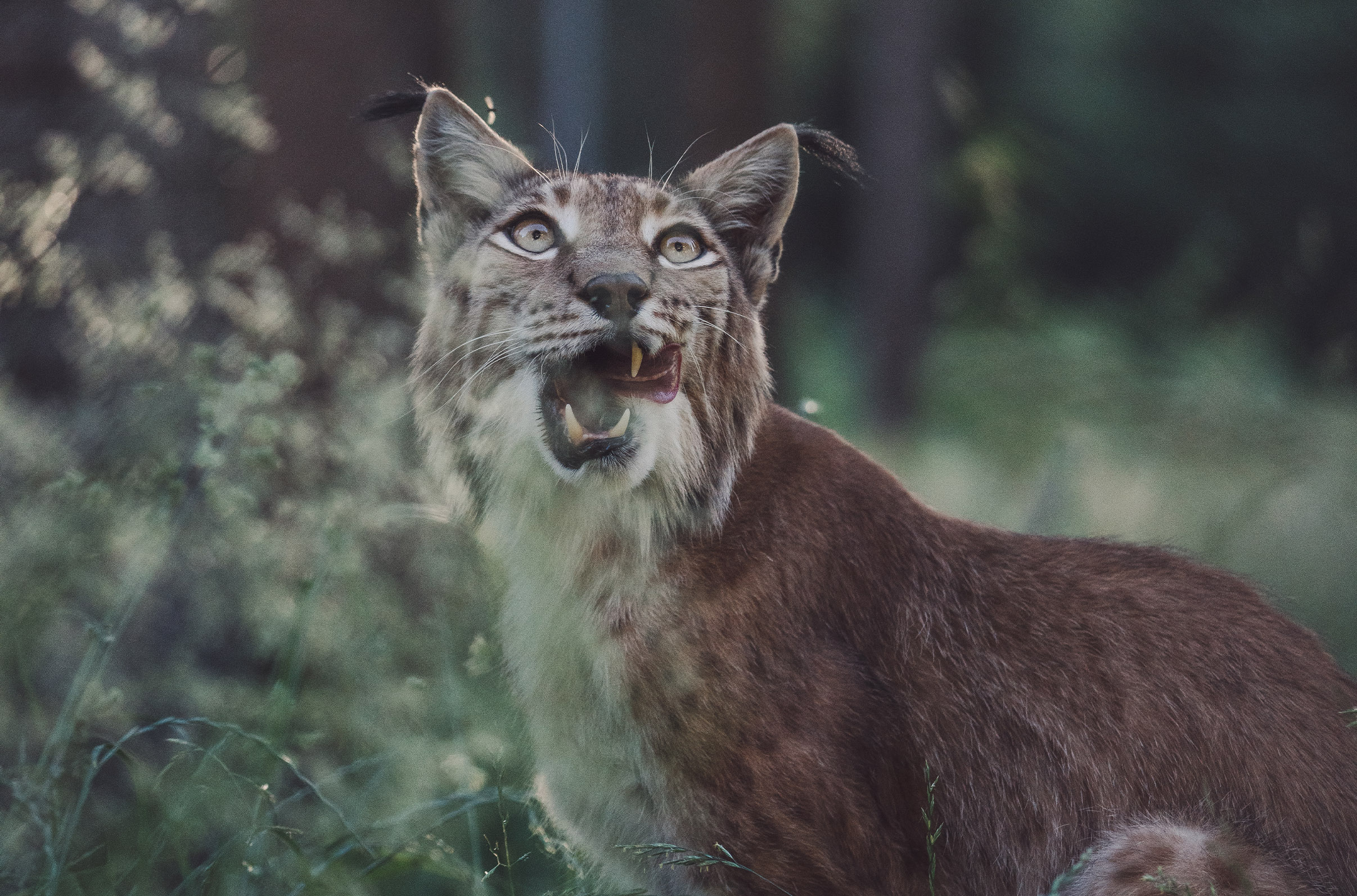 Ein Luchs steht im Wald und blickt aufmerksam nach oben. Sein Maul ist leicht geöffnet, die typischen Pinselohren sind gut sichtbar. Unscharfer Wald im Hintergrund.