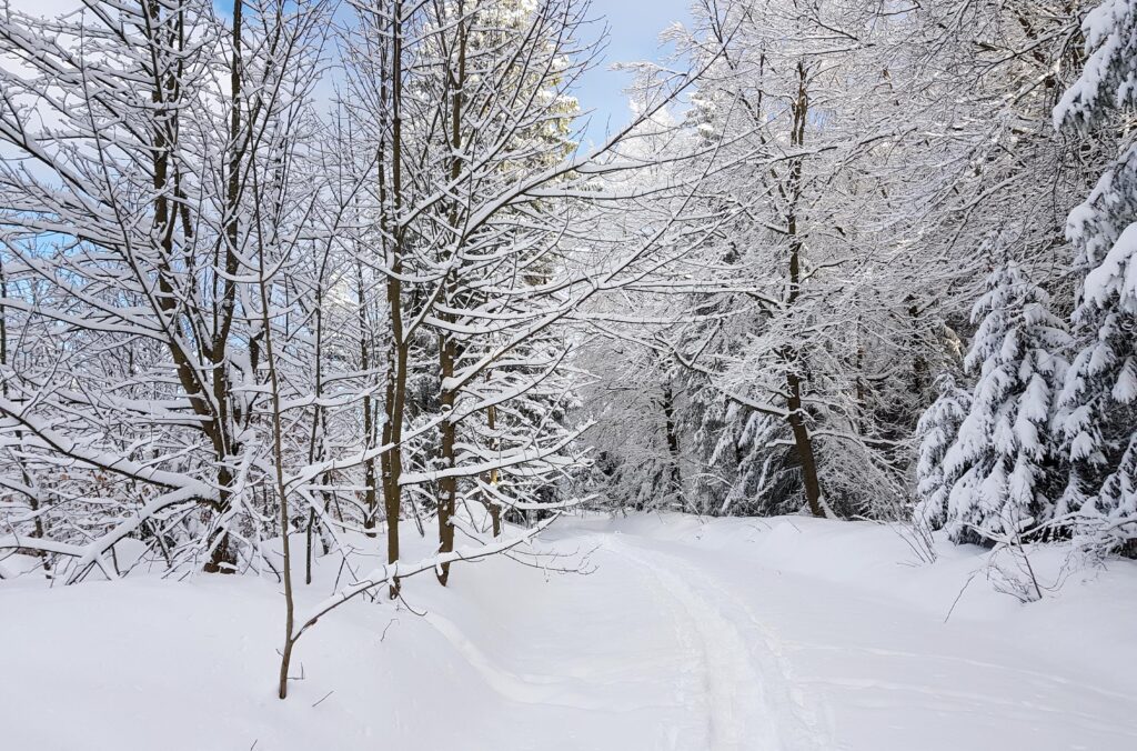Schneebedeckter Waldweg mit tief verschneiten Bäumen. Ein schmaler Pfad führt durch einen winterlichen Wald mit kahlen und immergrünen Bäumen.